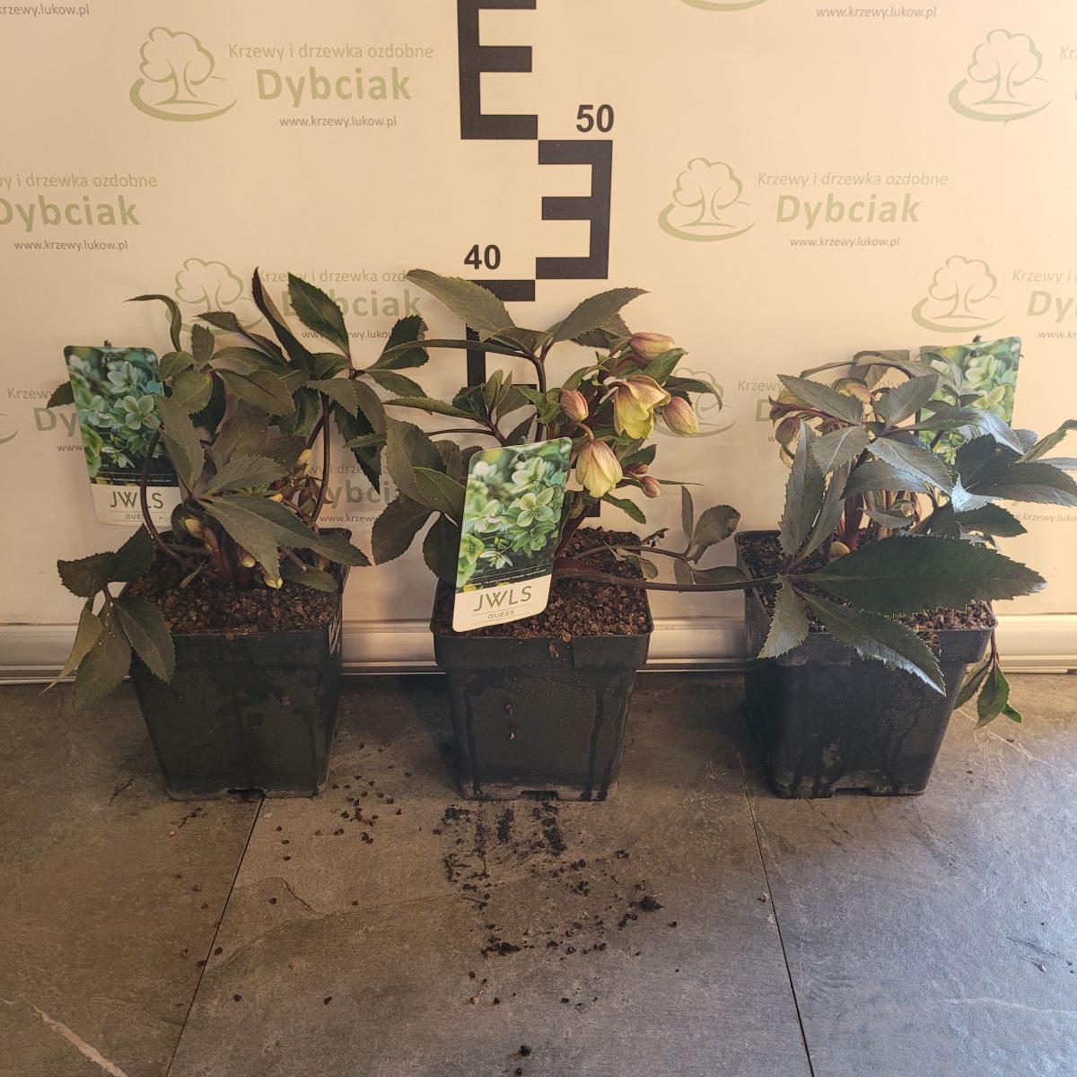 Ciemiernik JWLS 'Guess'3