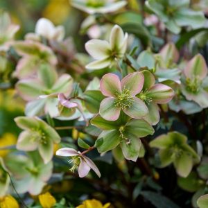 Ciemiernik JWLS 'Guess'5