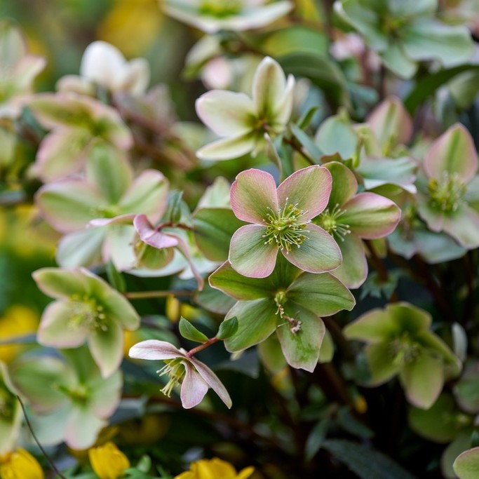 Ciemiernik JWLS 'Guess'5