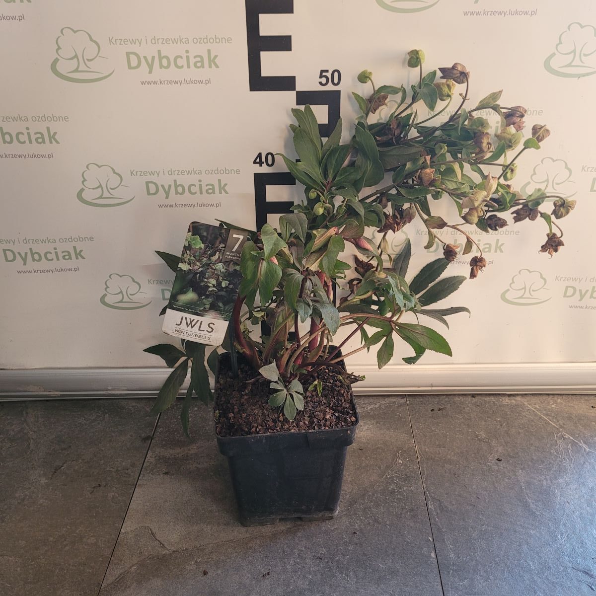 Ciemiernik JWLS 'Winterbells'1