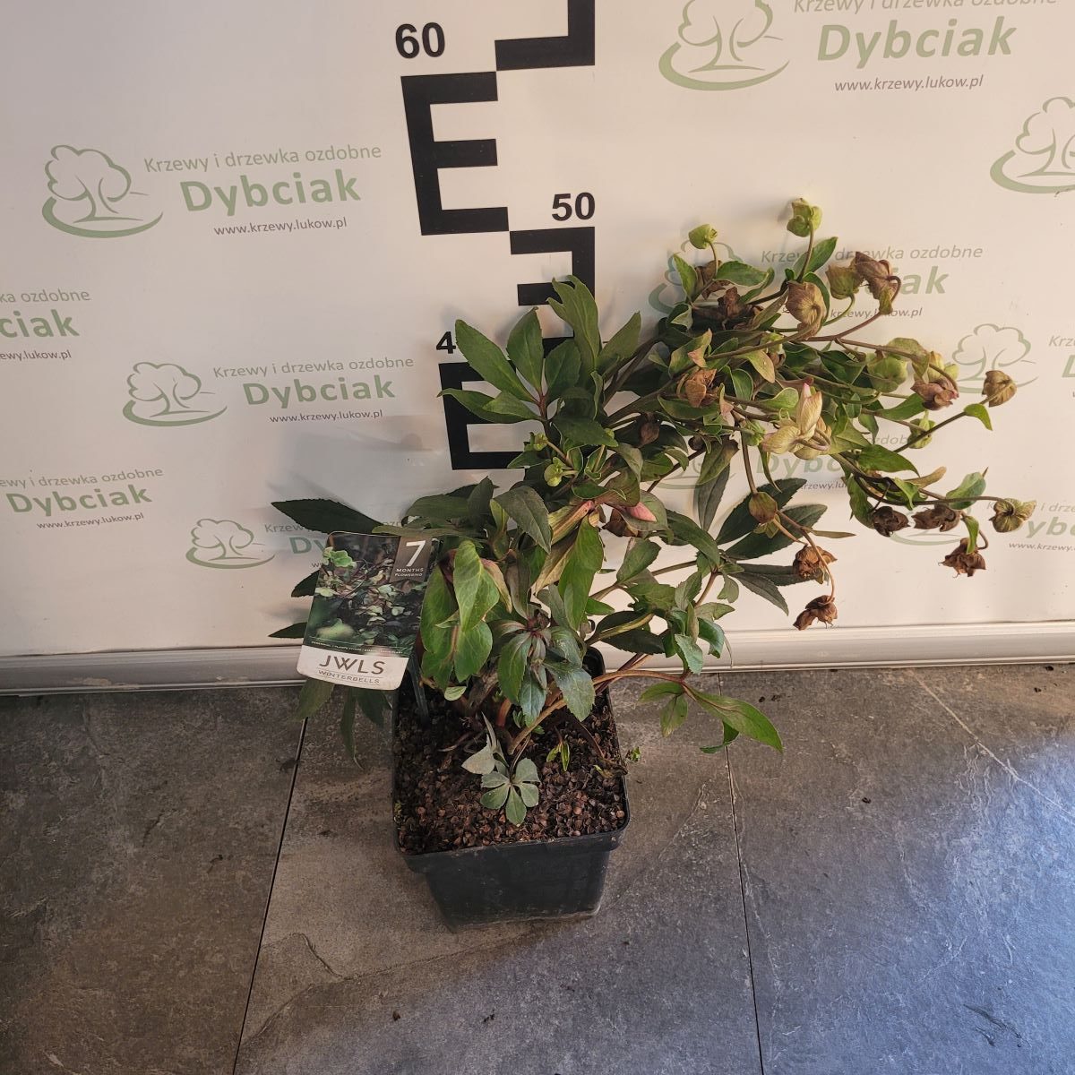 Ciemiernik JWLS 'Winterbells'2