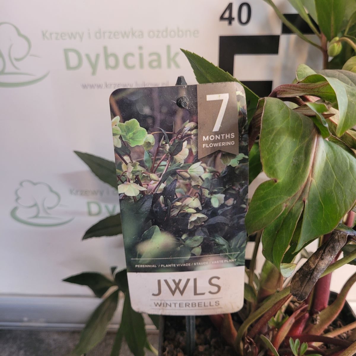 Ciemiernik JWLS 'Winterbells'3