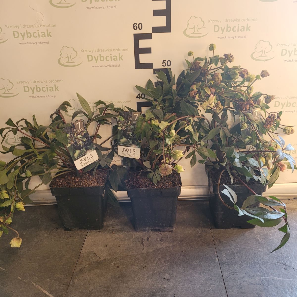 Ciemiernik JWLS 'Winterbells'4