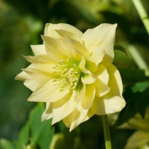 Ciemiernik ‘Double Ellen Yellow’