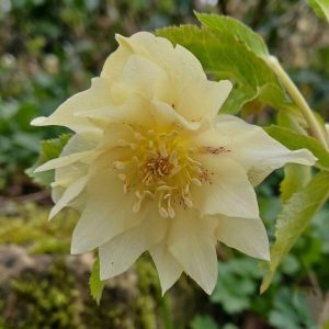 Ciemiernik ‘Pretty Ellen Yellow Shades’