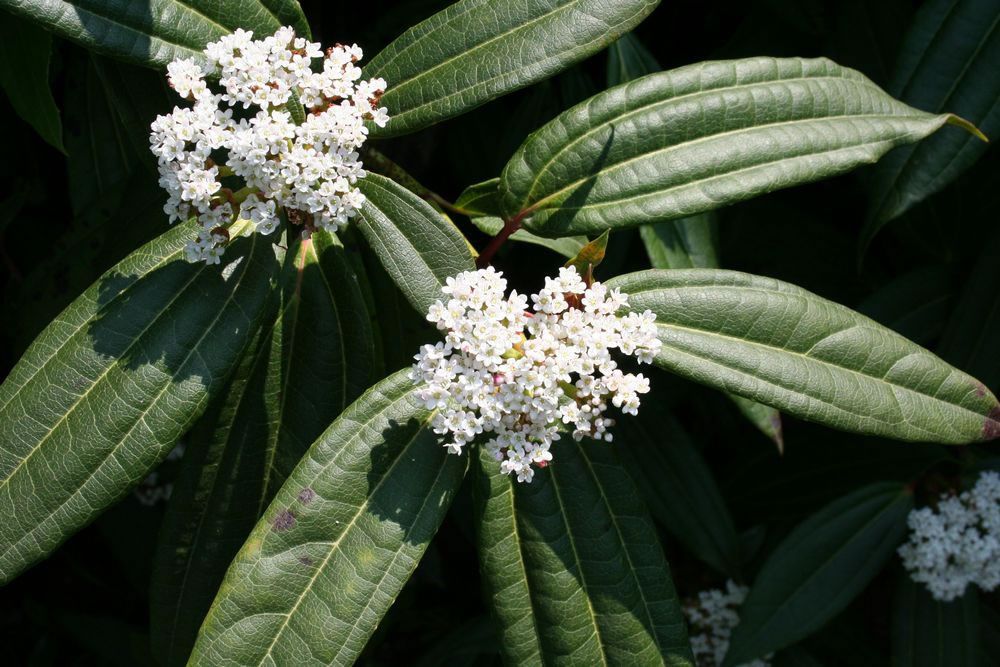 Kalina Dawida - Viburnum davidii 1