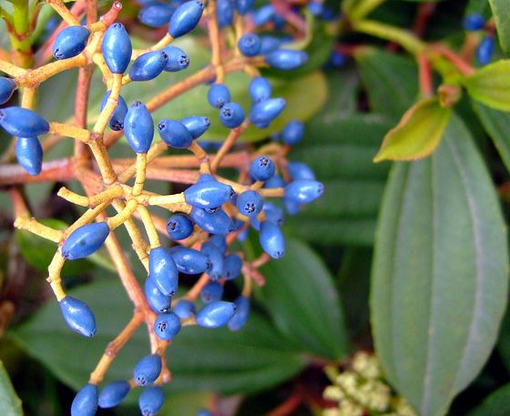 Kalina Dawida - Viburnum davidii 2