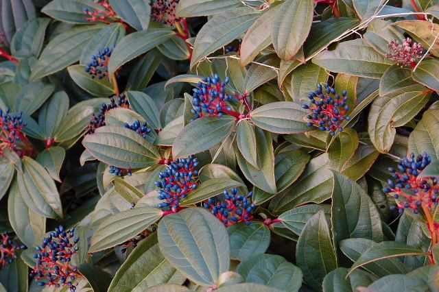 Kalina Dawida - Viburnum davidii 3