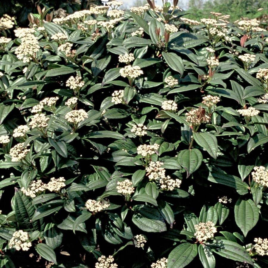 Kalina Dawida - Viburnum davidii 4
