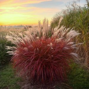 Miskant chiński 'Lady in Red' Miscanthus sinensis 'Lady in Red'
