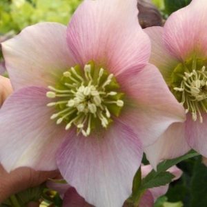 Ciemiernik 'Pretty Ellen Pink'