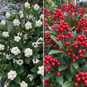 Skimmia japonska