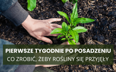 Pierwsze tygodnie po posadzeniu – co robić, żeby rośliny naprawdę się przyjęły
