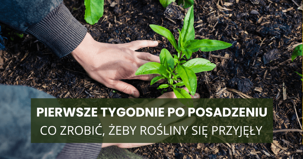 Pierwsze tygodnie po posadzeniu – co robić, żeby rośliny naprawdę się przyjęły