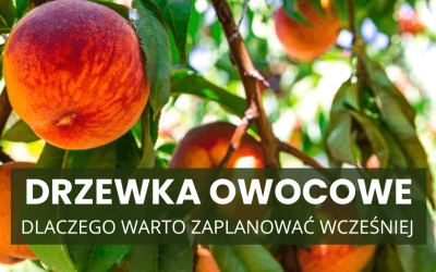 Dlaczego warto zamówić drzewka owocowe wcześniej i przygotować miejsce zimą