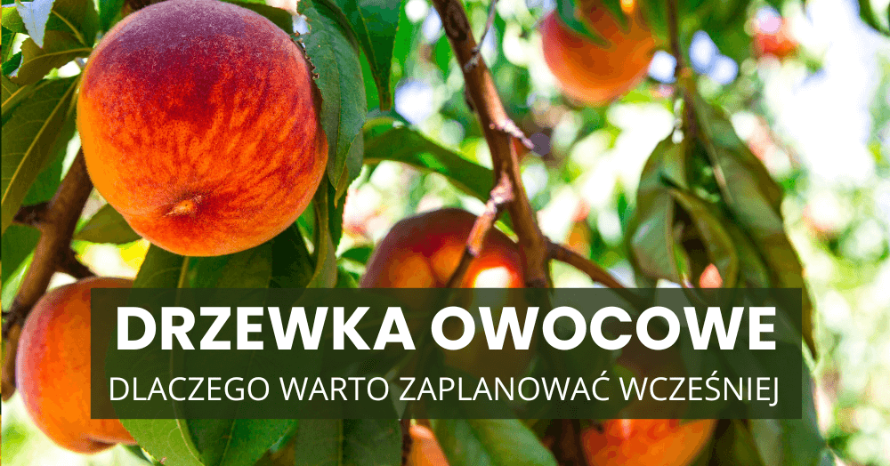 Dlaczego warto zamówić drzewka owocowe wcześniej i przygotować miejsce zimą