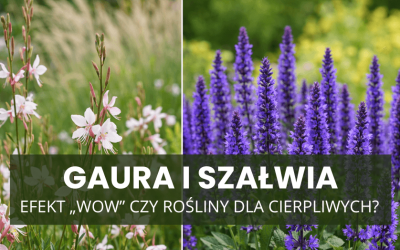 Gaura i szałwia – efekt „wow” czy rośliny dla cierpliwych?