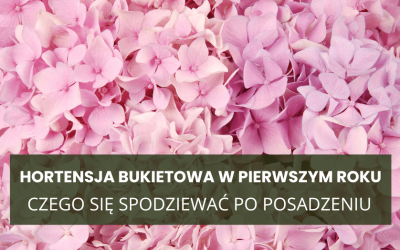 Hortensja bukietowa w pierwszym roku – czego się spodziewać po posadzeniu