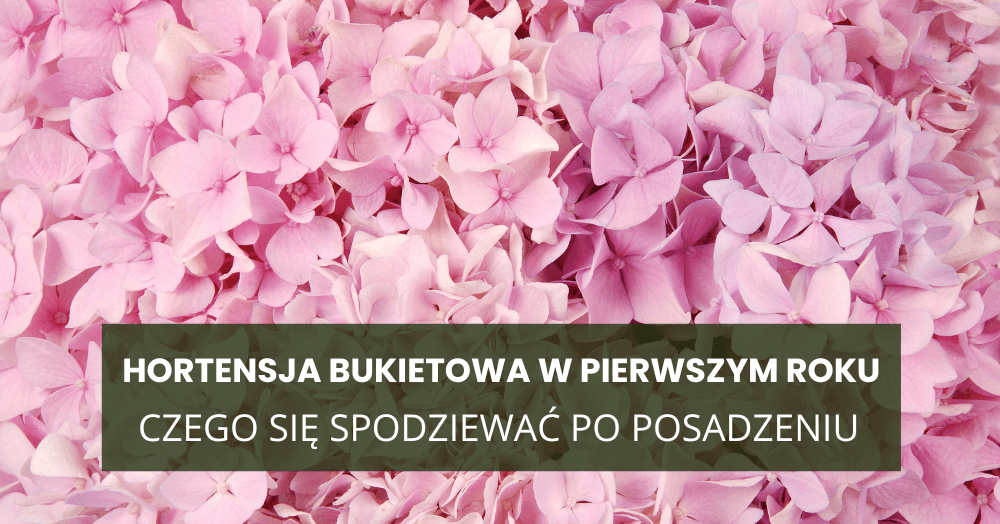 Hortensja bukietowa w pierwszym roku – czego się spodziewać po posadzeniu
