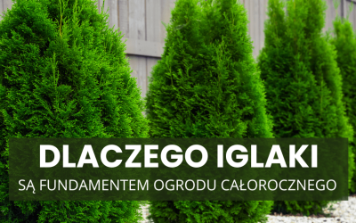 Ogród zimą to nie pustka – dlaczego iglaki są fundamentem ogrodu całorocznego