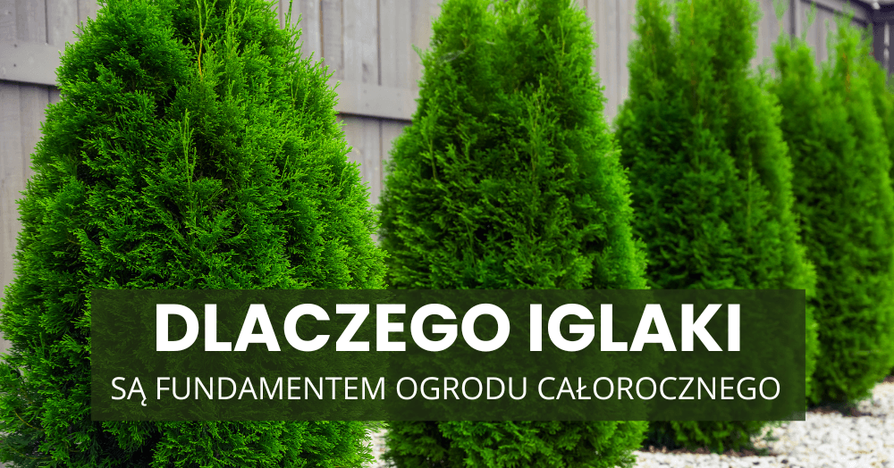 Ogród zimą to nie pustka – dlaczego iglaki są fundamentem ogrodu całorocznego