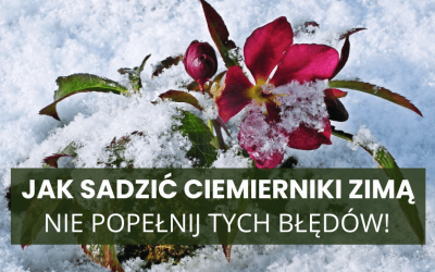 Jak sadzić ciemierniki zimą i nie popełnić błędów, przez które nie kwitną