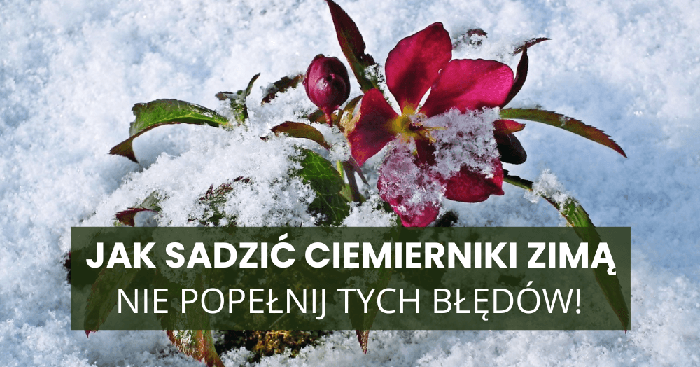 Jak sadzić ciemierniki zimą i nie popełnić błędów, przez które nie kwitną