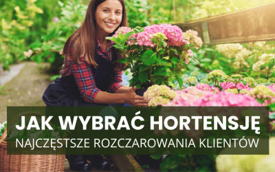 Jak wybrać hortensję, żeby nie żałować? Najczęstsze rozczarowania klientów