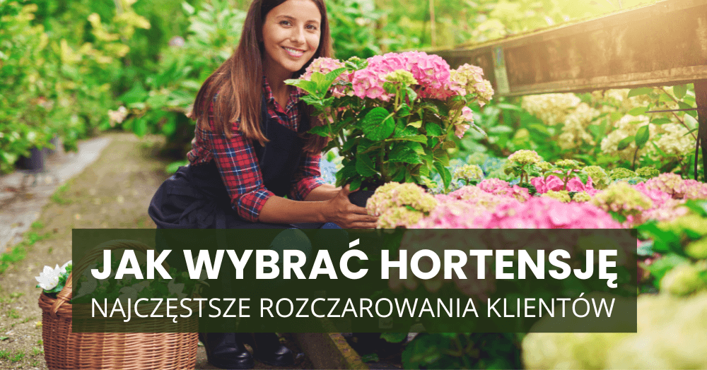 Jak wybrać hortensję, żeby nie żałować? Najczęstsze rozczarowania klientów