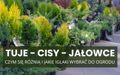 Tuje, cisy i jałowce – czym się różnią i jakie iglaki wybrać do ogrodu