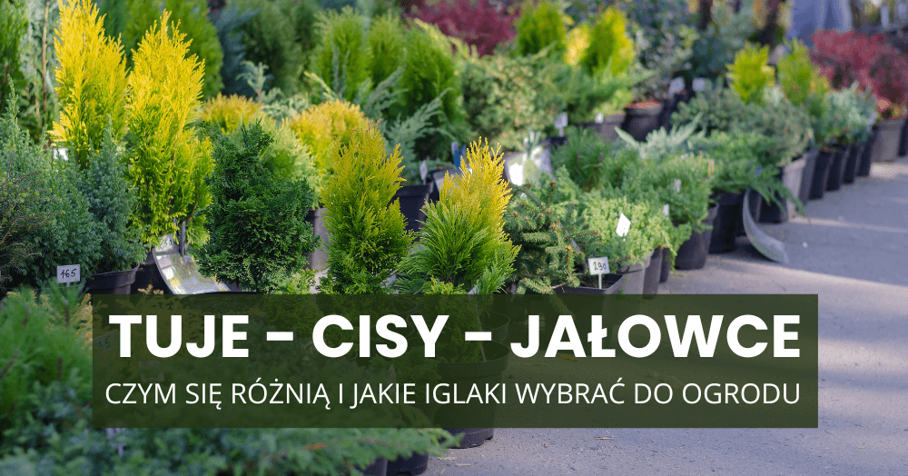 Tuje, cisy i jałowce – czym się różnią i jakie iglaki wybrać do ogrodu