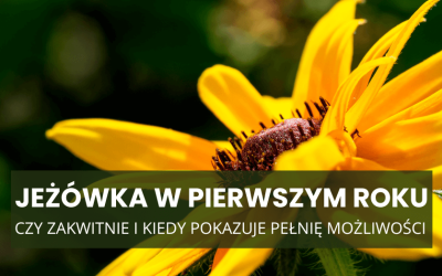 Jeżówka w pierwszym roku – czy zakwitnie i kiedy pokazuje pełnię możliwości?