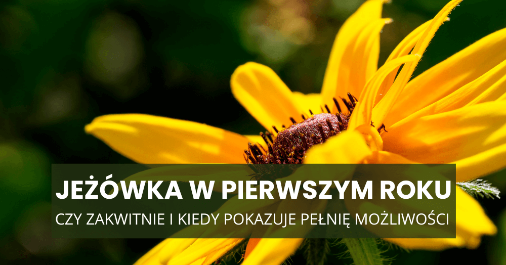 Jeżówka w pierwszym roku – czy zakwitnie i kiedy pokazuje pełnię możliwości?
