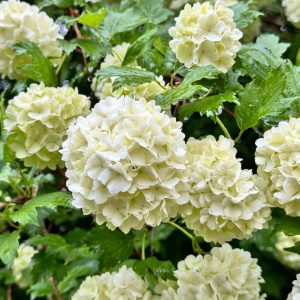 kalina koralowa - Viburnum opulus 'Roseum'