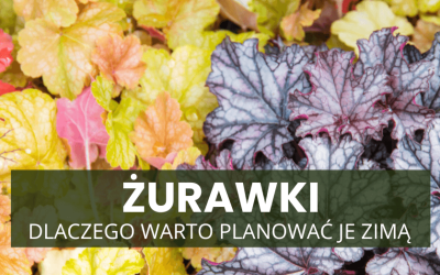 Żurawki – dlaczego warto planować je zimą, zamiast kupować spontanicznie wiosną