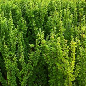 Berberys Thunberga 'Powwow'