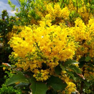 Mahonia wagneri 'Pinnacle'