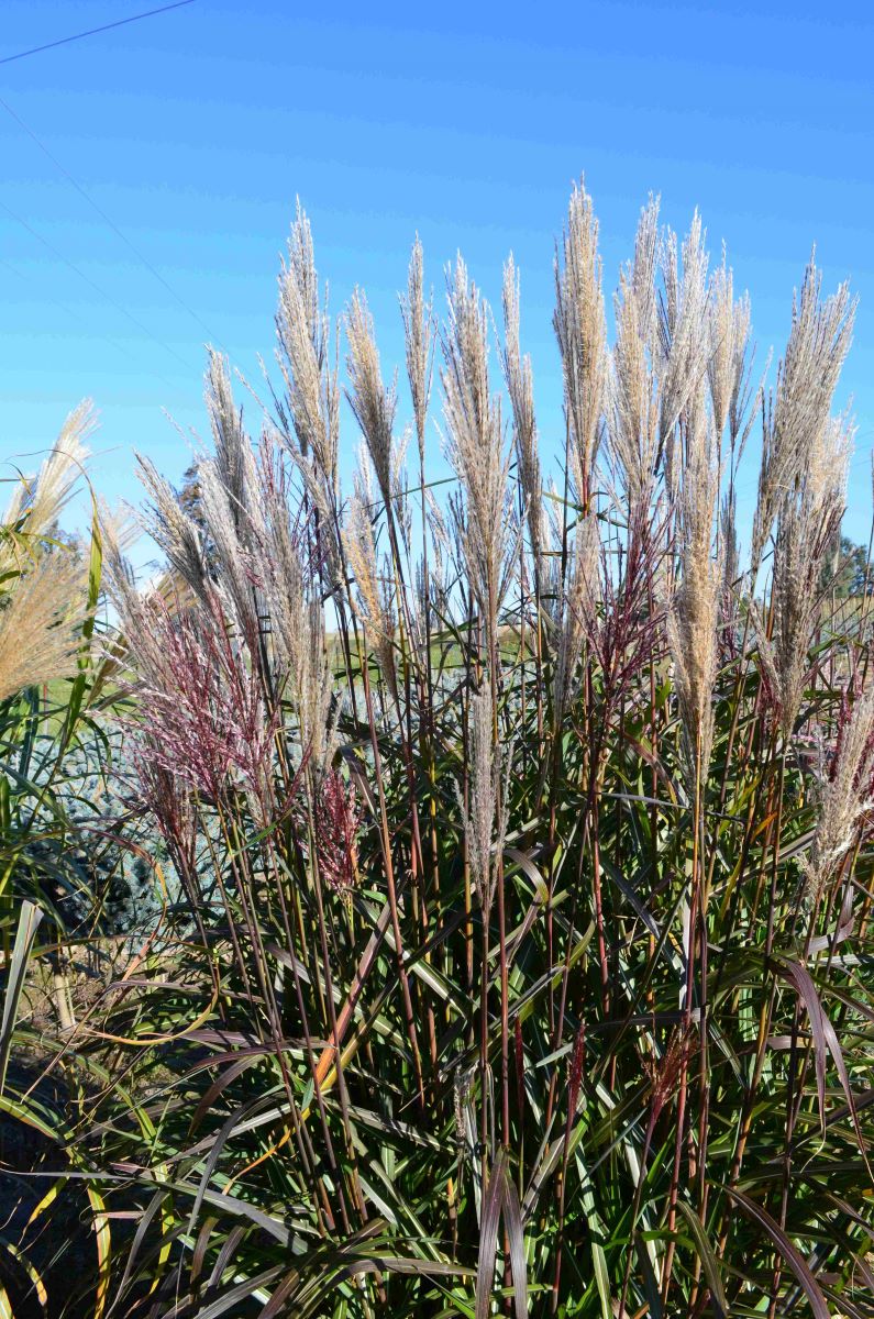 Miskant chiński 'Buraczok’