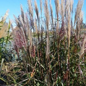 Miskant chiński 'Buraczok’