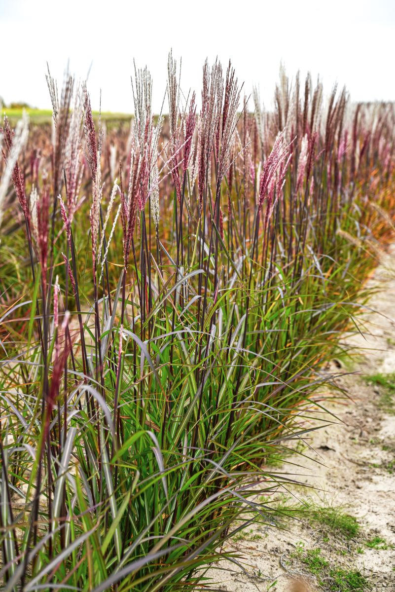 Miskant chiński 'Buraczok’1