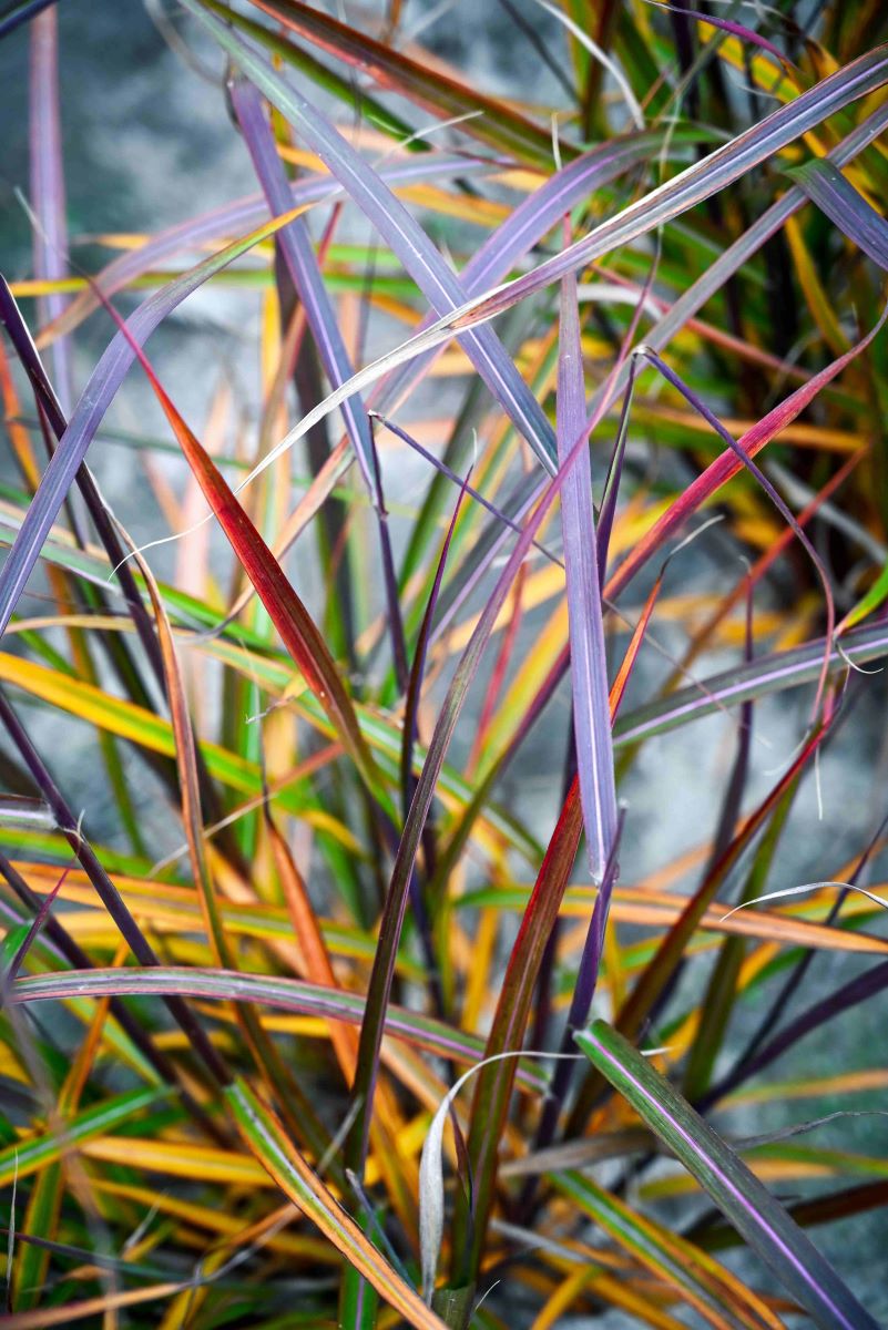 Miskant chiński 'Buraczok’2