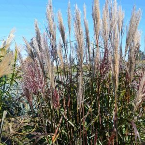 Miskant chiński 'Buraczok’3