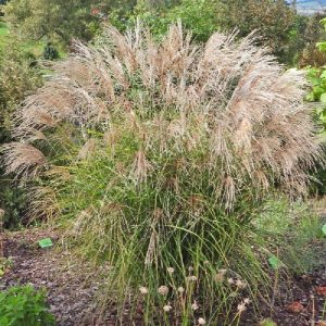 Miskant chiński 'Cezar’