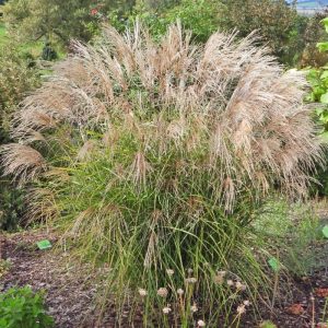 Miskant chiński 'Cezar’1