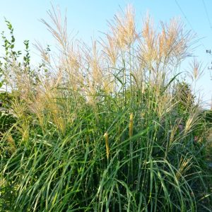 Miskant chiński 'Frou Frou’