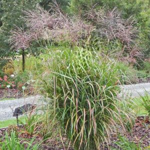 Miskant chiński 'Okapi’