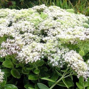 rozchodnik okazaly sedum spectabile 'stardust'