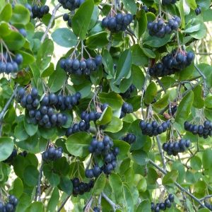 Aronia czarnoowocowa Aronia melanocarpa