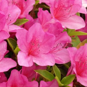 Azalia-japonska-Kirstin