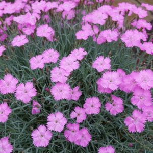 Goździk siny (Dianthus gratianopolitanus)